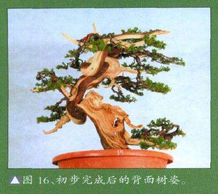 真柏盆景扁化树干怎么舍利雕刻