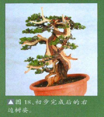 真柏盆景扁化树干怎么舍利雕刻