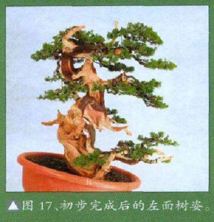 真柏盆景扁化树干怎么舍利雕刻