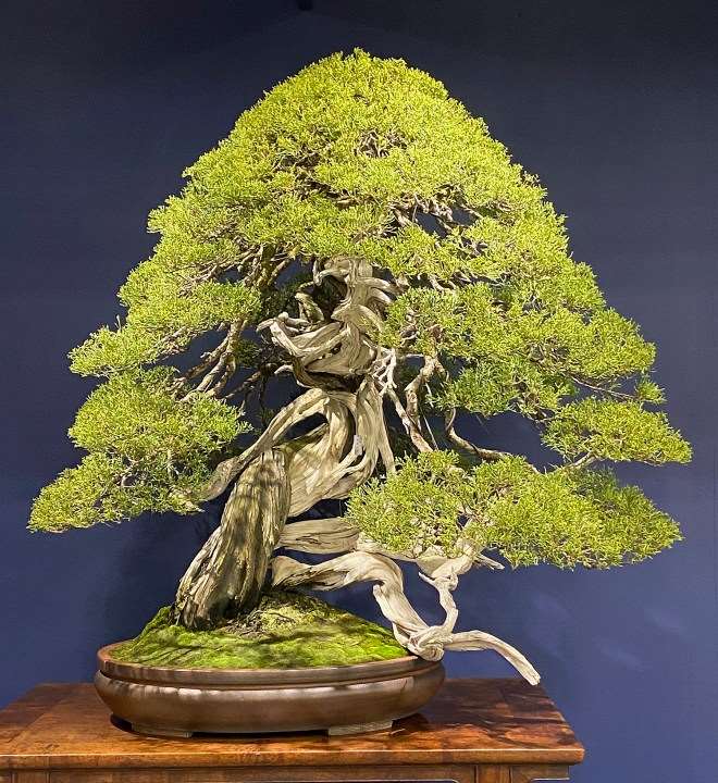 访问日本鬼头正男的盆景展览