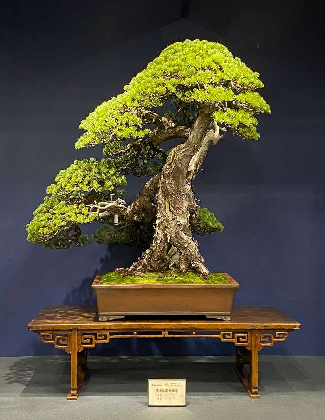 访问日本鬼头正男的盆景展览