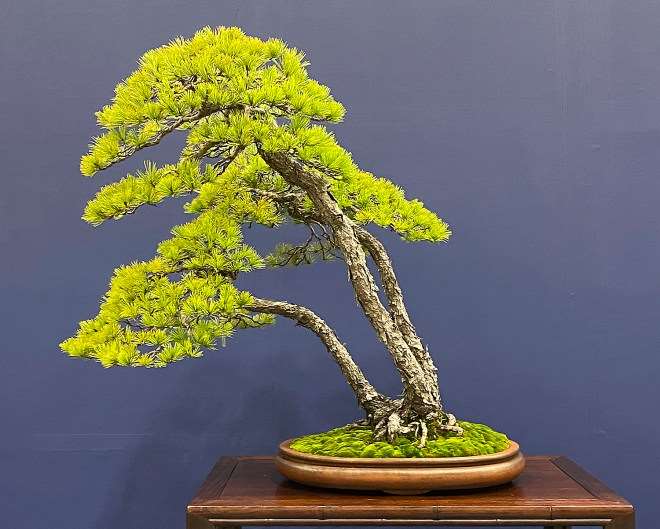 访问日本鬼头正男的盆景展览