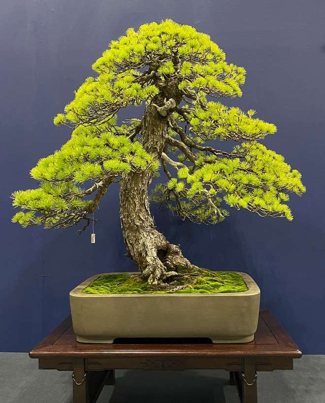 访问日本鬼头正男的盆景展览