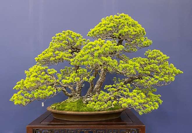 访问日本鬼头正男的盆景展览