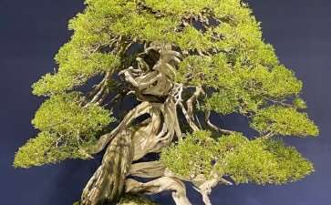 访问日本鬼头正男的盆景展览 图片