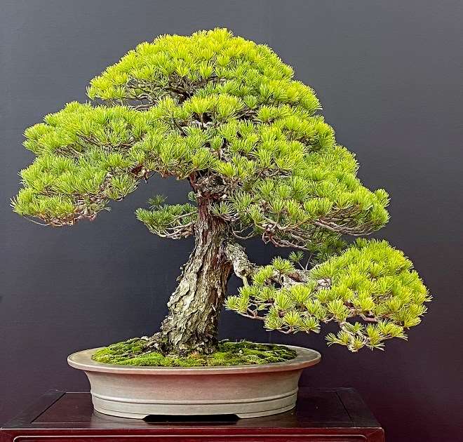 日本名古屋盆景展