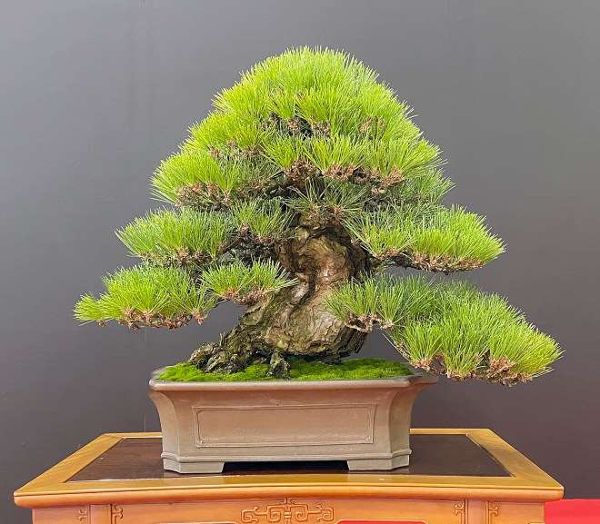 日本名古屋盆景展