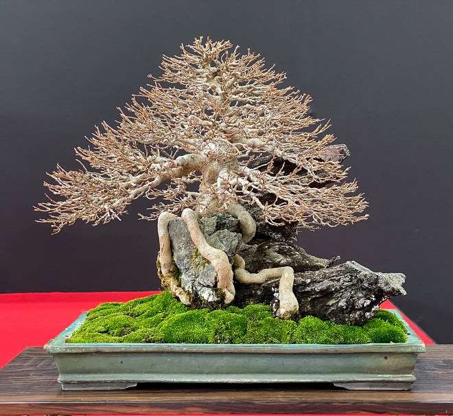 日本名古屋盆景展