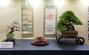 2020年 日本名古屋盆景展 图片