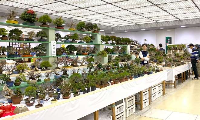 2020年第45届嘎府小品盆景展 第3部分