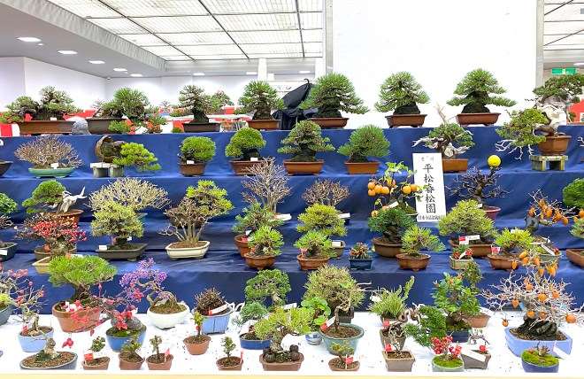 2020年第45届嘎府小品盆景展 第3部分