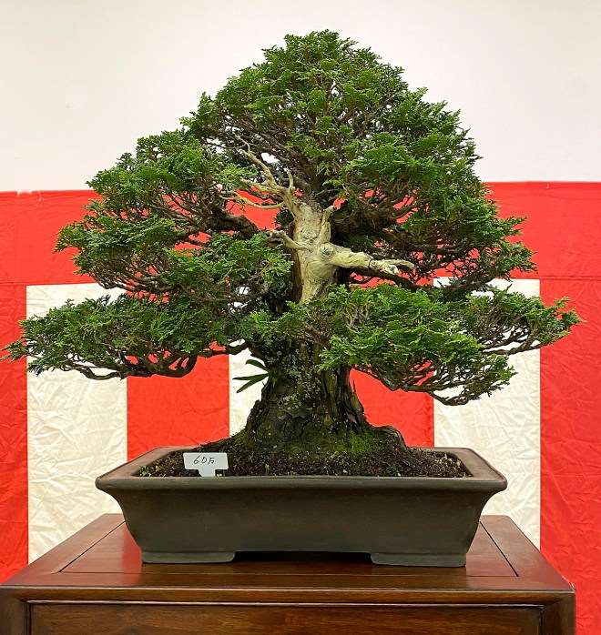 第45届嘎府小品盆景展