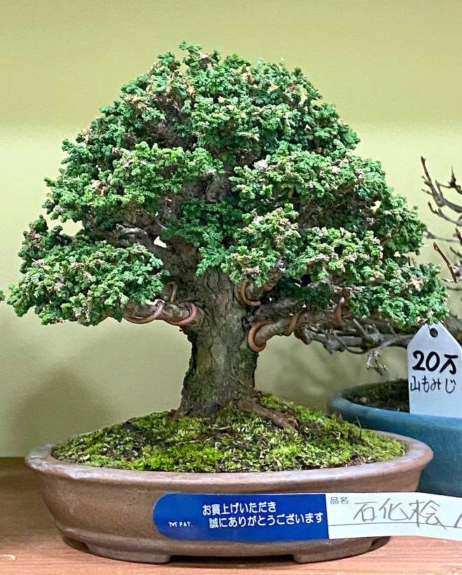 第45届嘎府小品盆景展