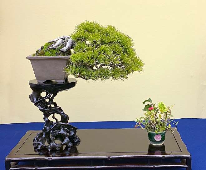 2020年第45届嘎府小品盆景展 第3部分