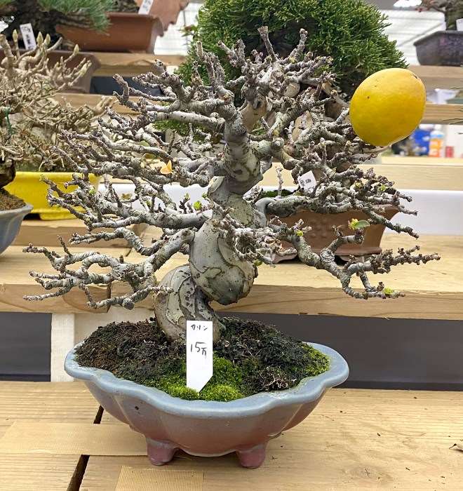 第45届嘎府小品盆景展