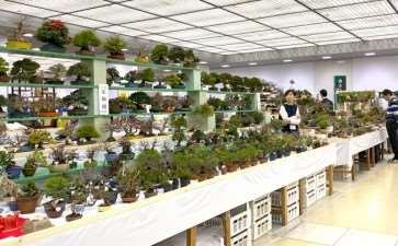 2020年第45届嘎府小品盆景展 第3部分