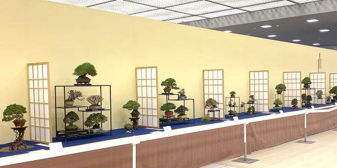 2020年第45届嘎府小品盆景展 第2部分