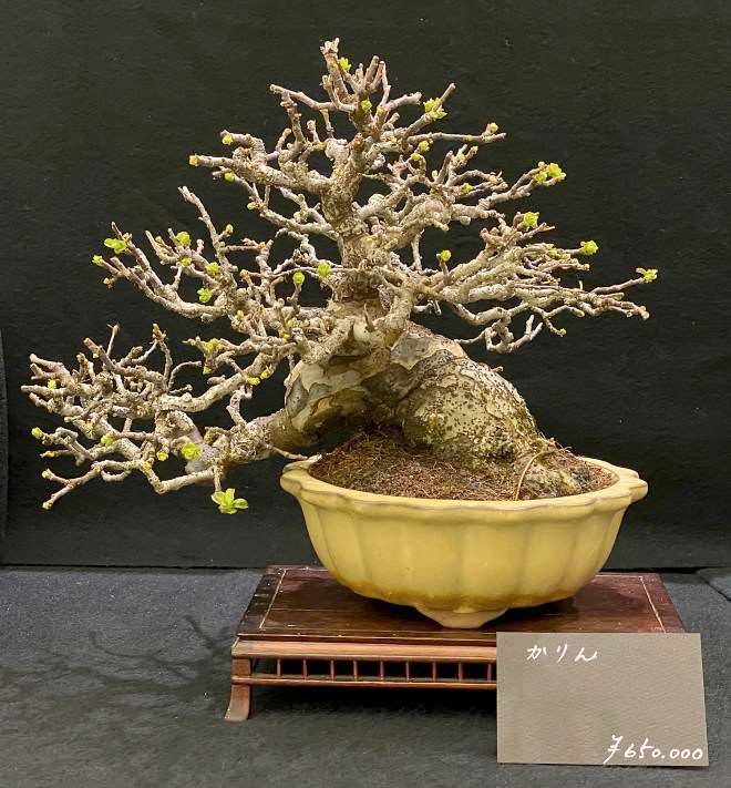 2020年第45届嘎府小品盆景展 第2部分