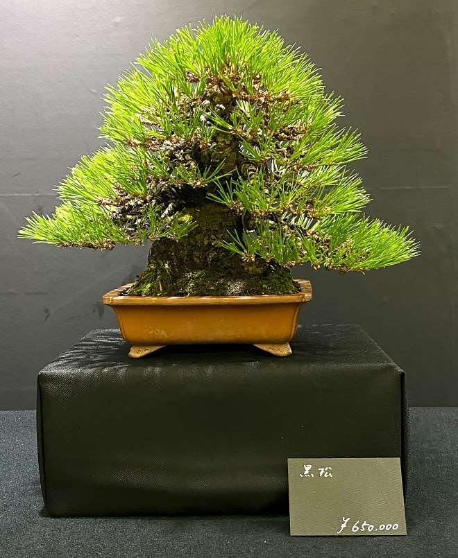 2020年第45届嘎府小品盆景展 第2部分