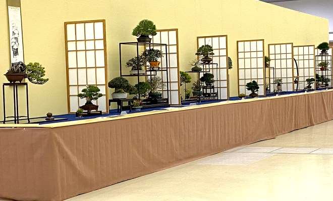 2020年第45届加府小品盆景展-第1部分