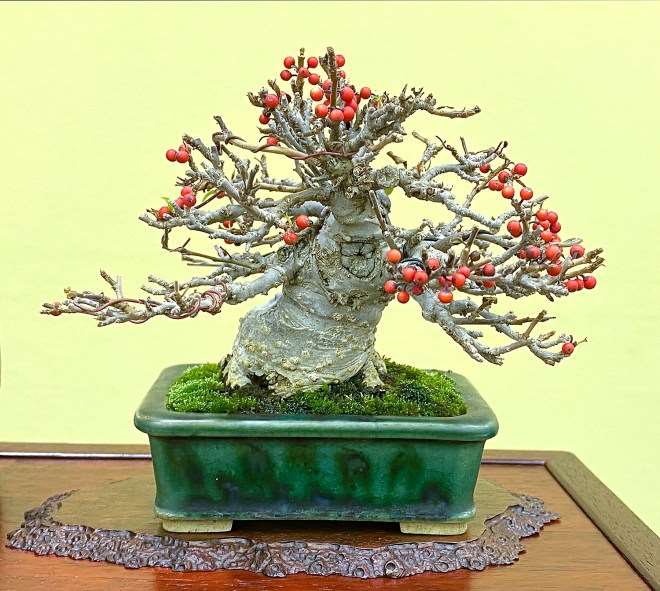 2020年第45届加府小品盆景展-第1部分