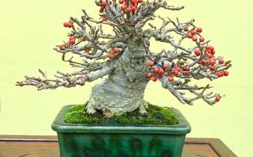 2020年第45届加府小品盆景展-第1部分