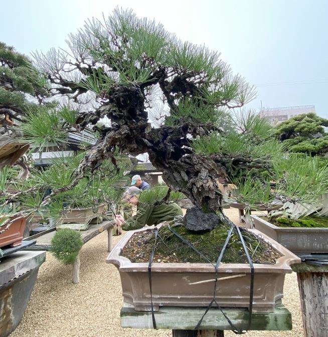 日本春华园盆景博物馆和大正盆景园 图片