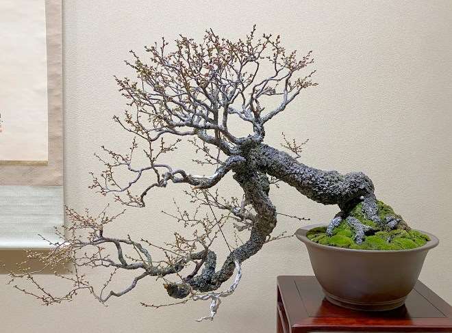 日本春华园盆景博物馆和大正盆景园 图片