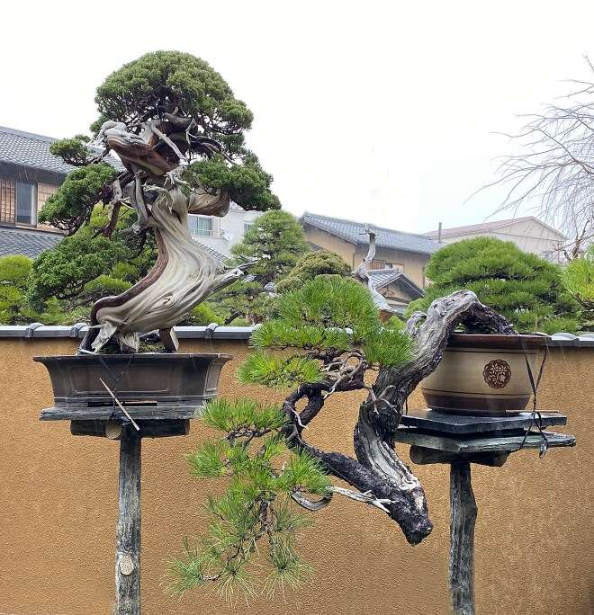 日本春华园盆景博物馆和大正盆景园 图片