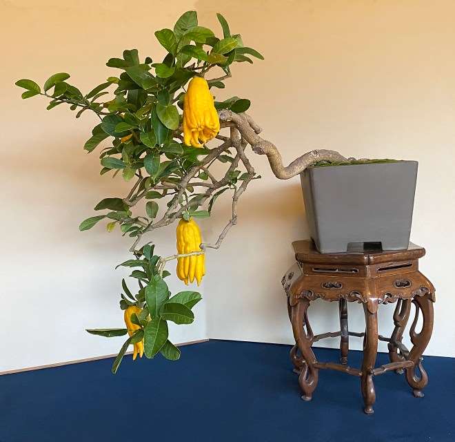 日本春华园盆景博物馆和大正盆景园 图片