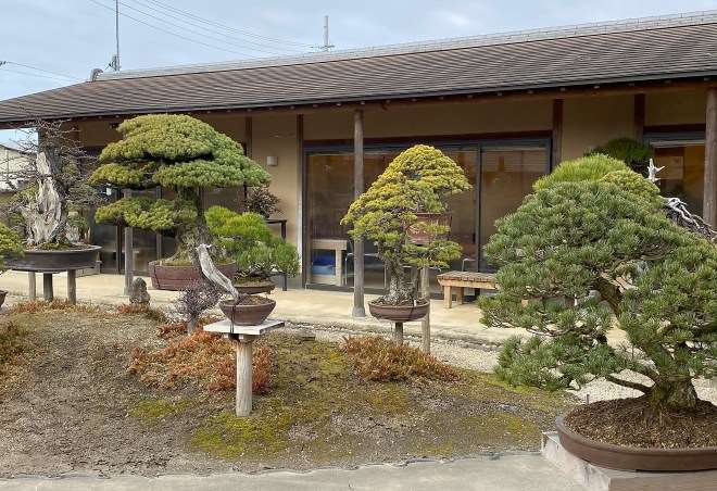 参观日本埼玉县盆景园