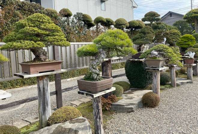 参观日本埼玉县盆景园