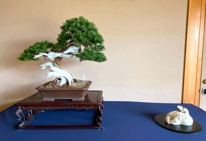 参观日本埼玉县盆景园