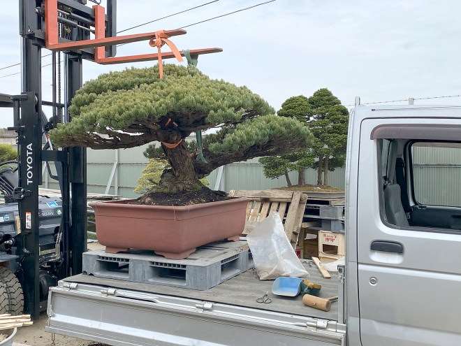 参观日本埼玉县盆景园