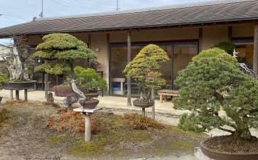 参观日本埼玉县盆景园 图片