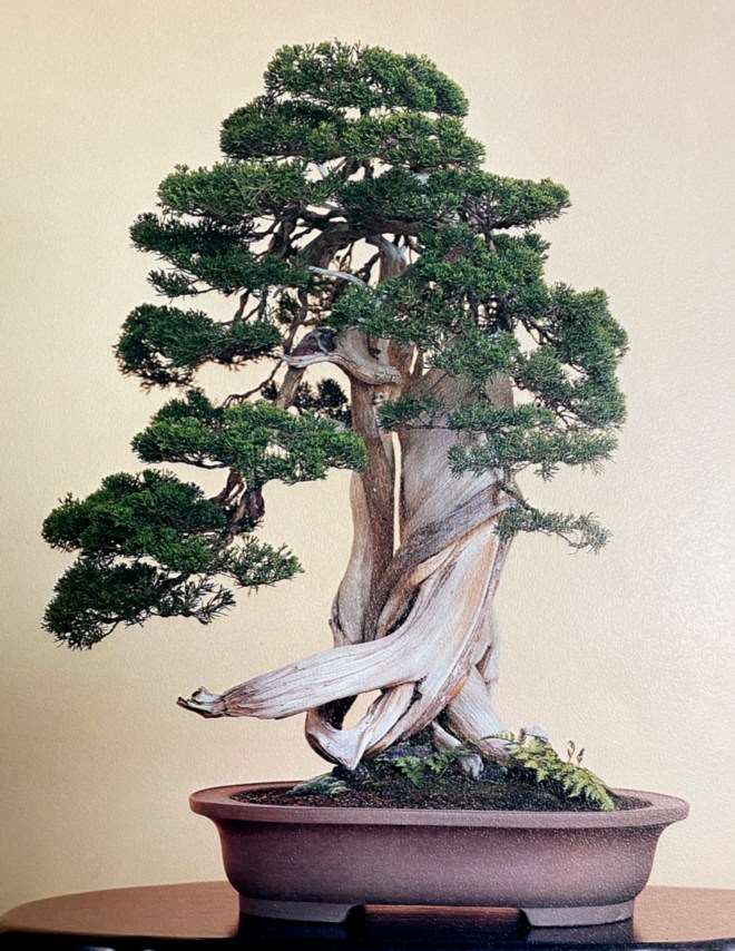 访问日本吉村康弘光园盆景园