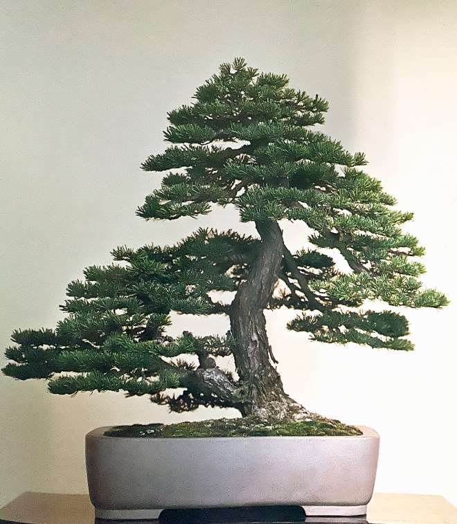 访问日本吉村康弘光园盆景园