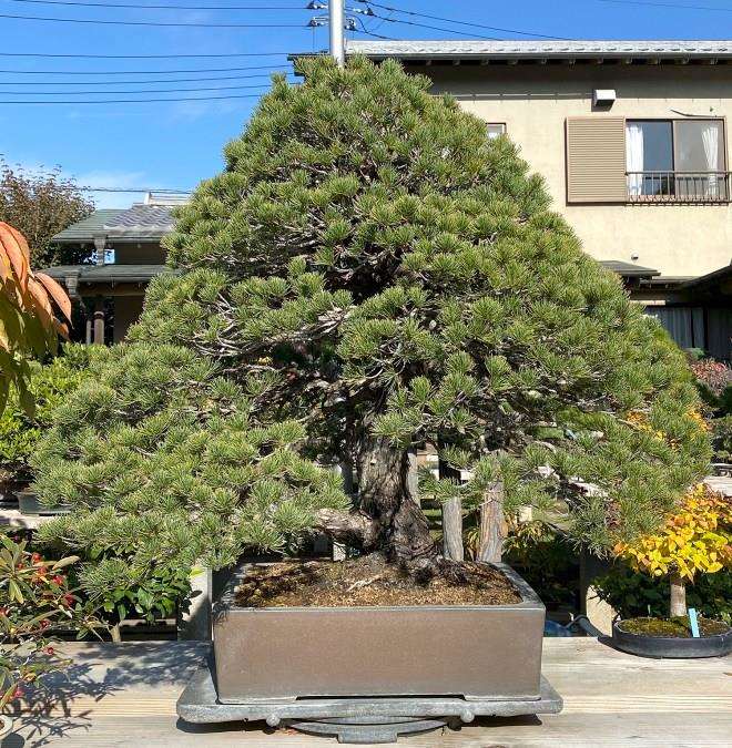 访问日本吉村康弘光园盆景园