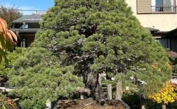 访问日本吉村康弘光园盆景园 图片