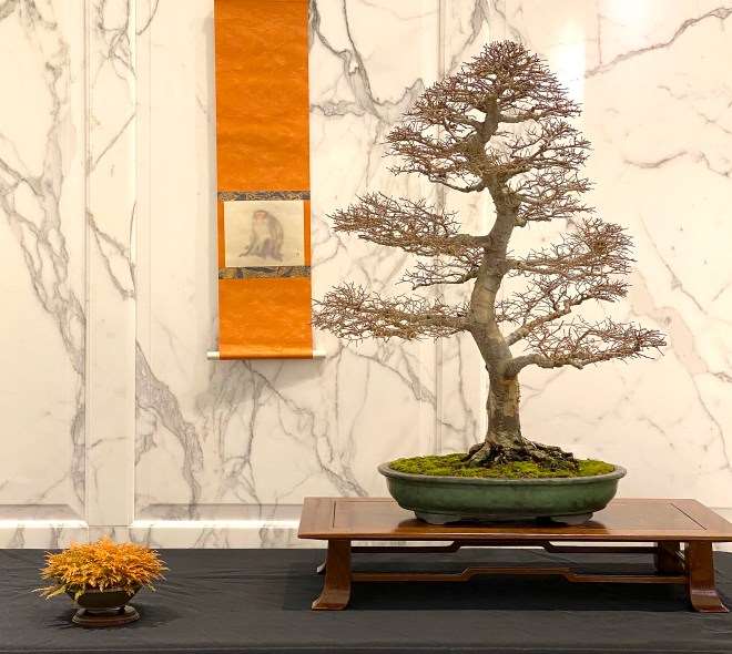 第七届冬季剪影盆景博览会