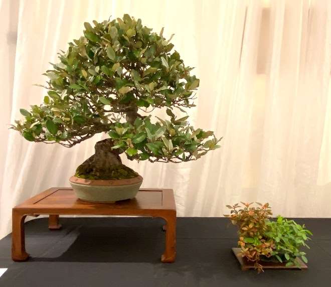 第七届冬季剪影盆景博览会