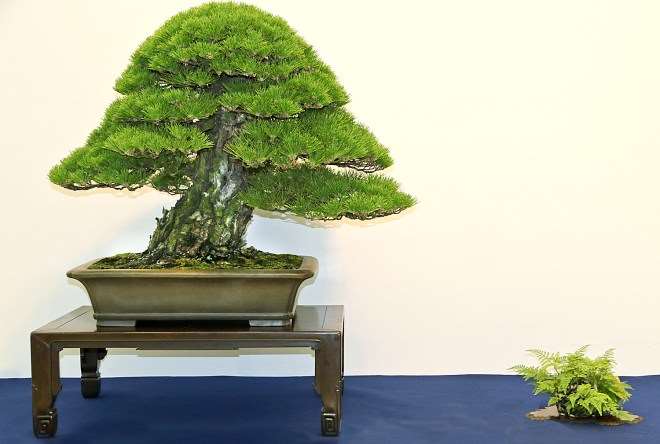 怎么使用附属植物展示盆景