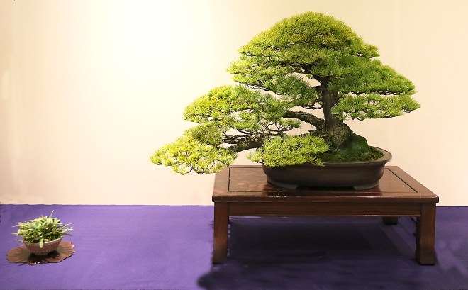 怎么使用附属植物展示盆景