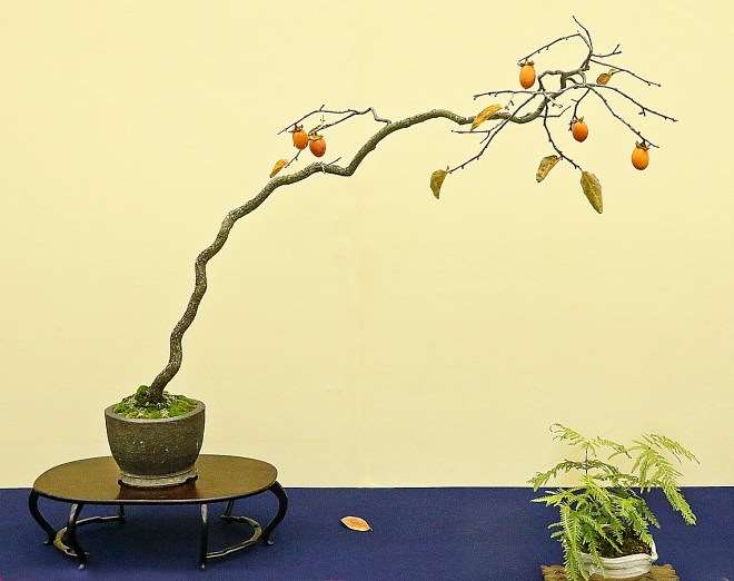 怎么使用附属植物展示盆景