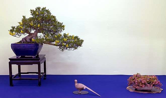 怎么使用附属植物展示盆景