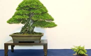 怎么使用附属植物展示盆景 图片