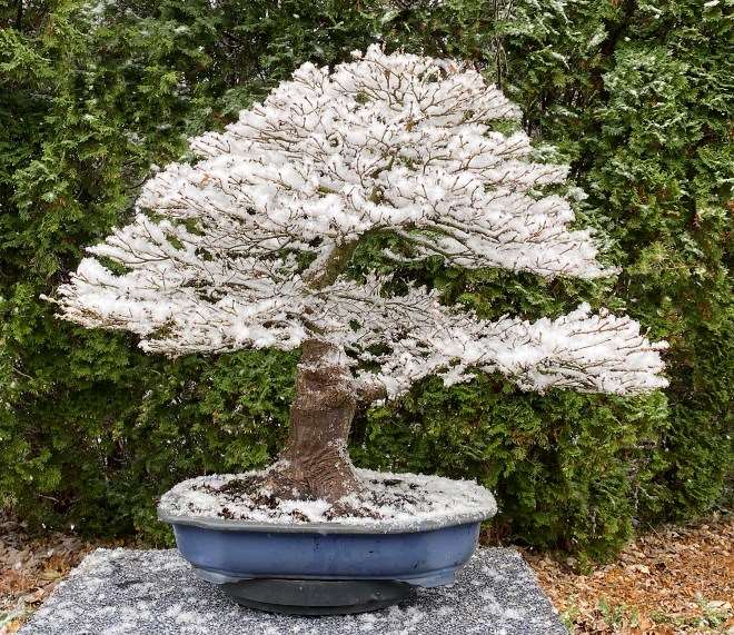 为冬季剪影盆景博览会设计展示的方法