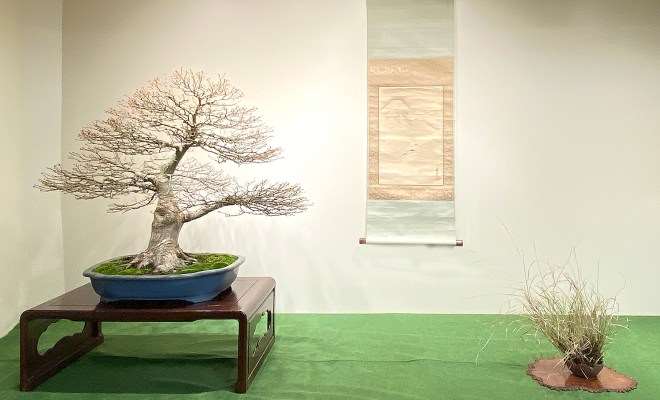 为冬季剪影盆景博览会设计展示的方法