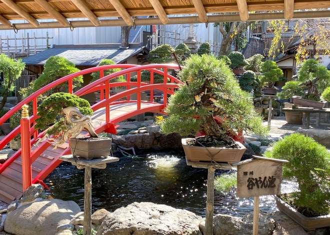参观东京春华园盆景博物馆