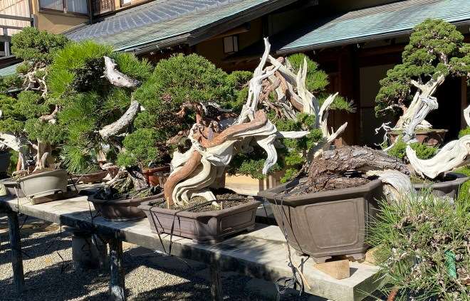 参观东京春华园盆景博物馆